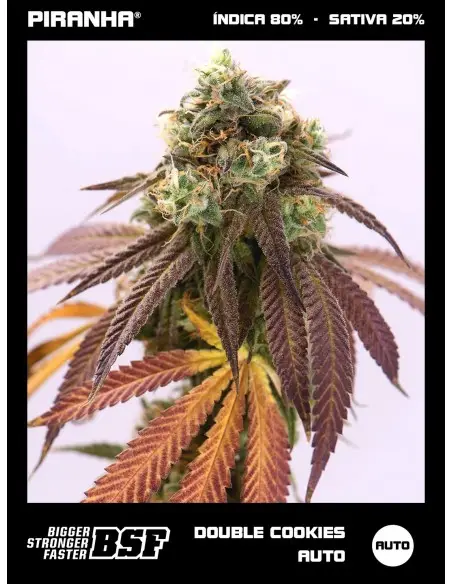 Double Cookies Auto...