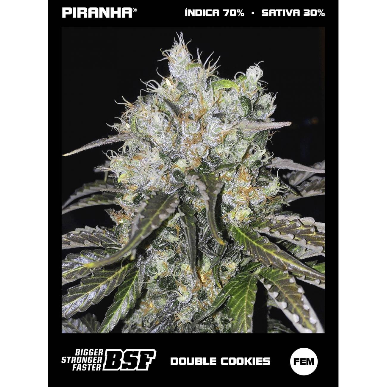 Double Cookies (2u/4u/7u/12u)