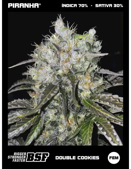 Double Cookies (2u/4u/7u/12u)