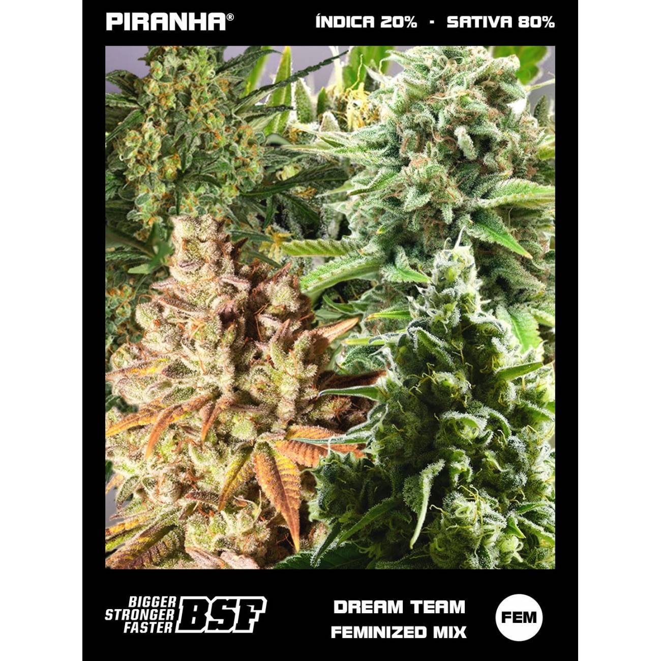Dream Team Feminized Mix (12u)