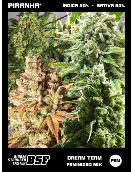 Dream Team Feminized Mix (12u)
