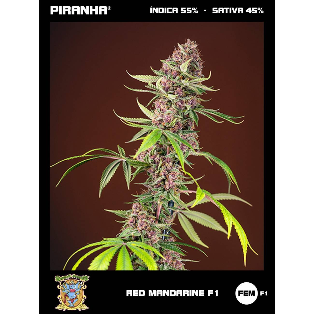 Red Mandarine F1 (3+1u)