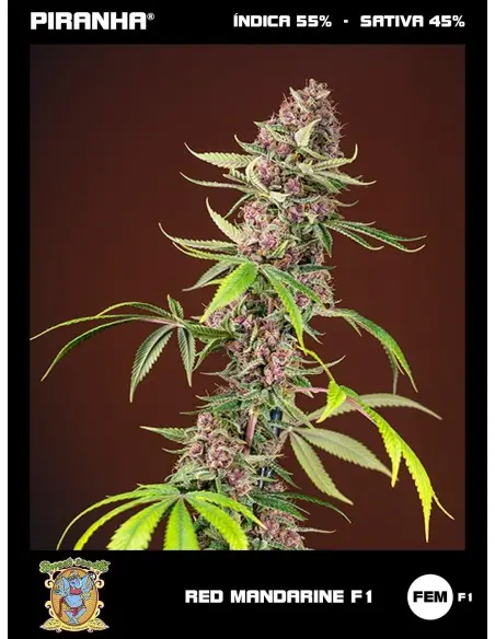Red Mandarine F1 (3+1u)