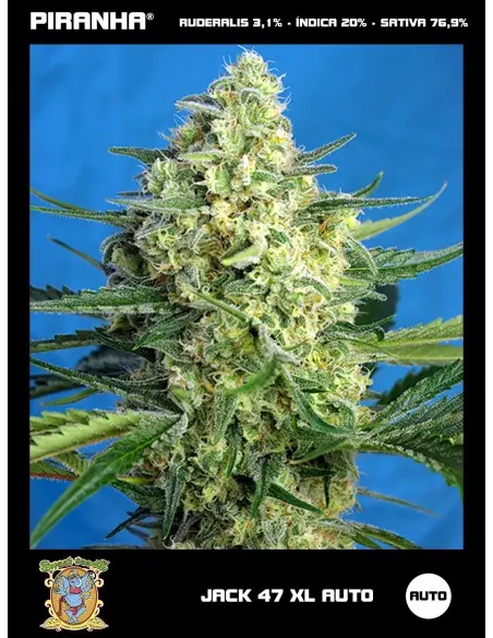 Jack 47 XL Auto (3+1u)