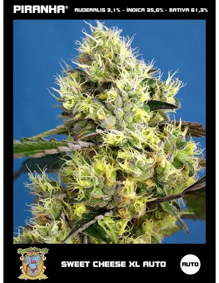 Sweet Cheese XL Auto (3+1u)