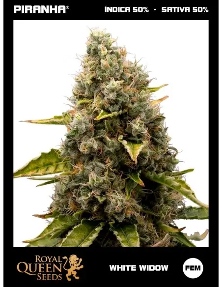 White Widow (1u/3u/5u/10u)