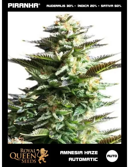 Amnesia Haze Auto...