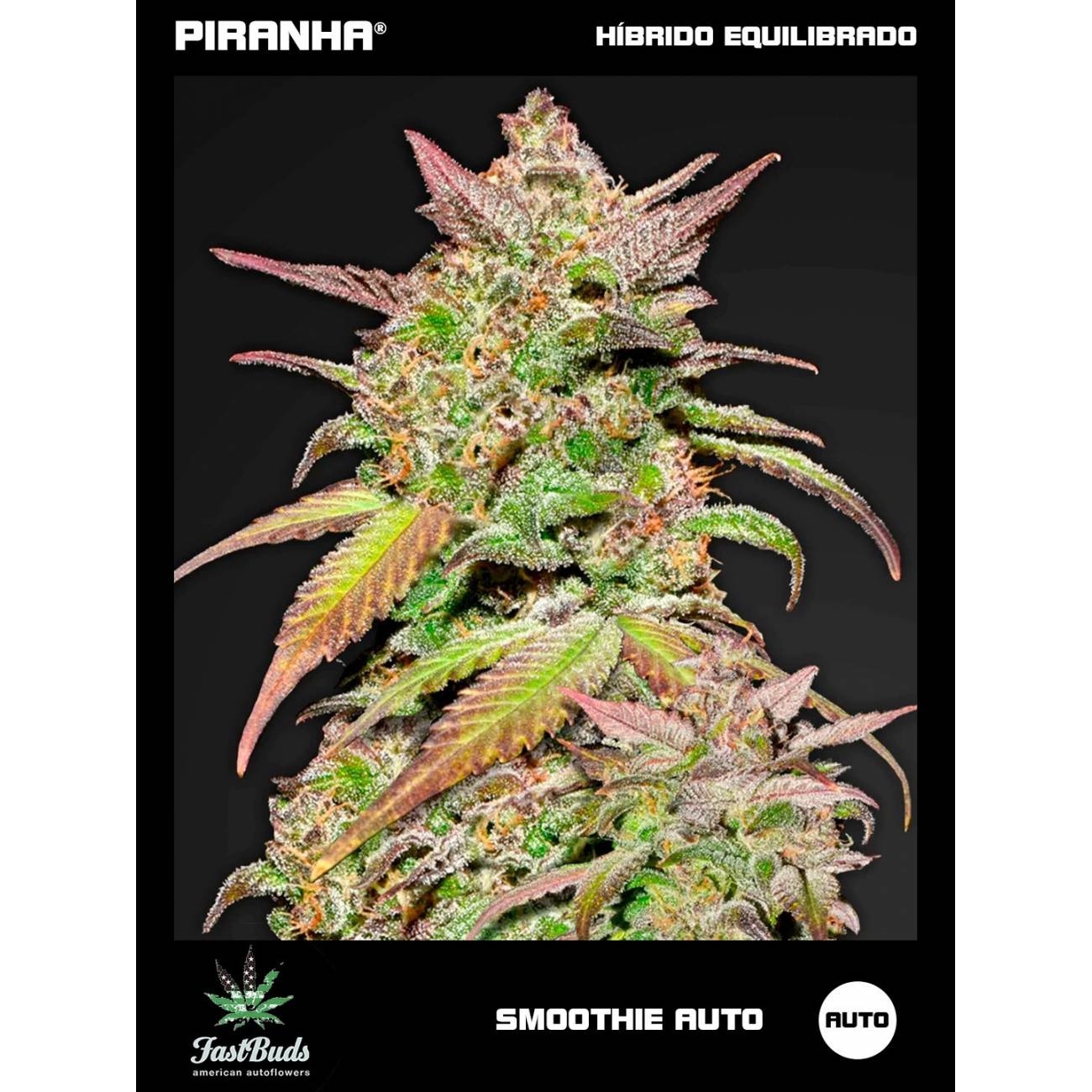 Smoothie Auto (1u/3+1u/5+1u)
