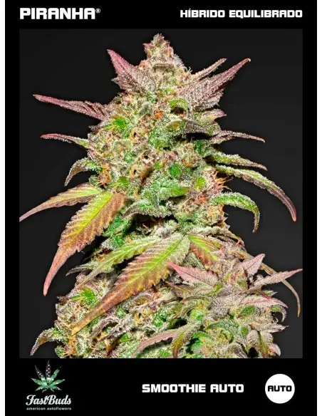 Smoothie Auto (1u/3+1u/5+1u)
