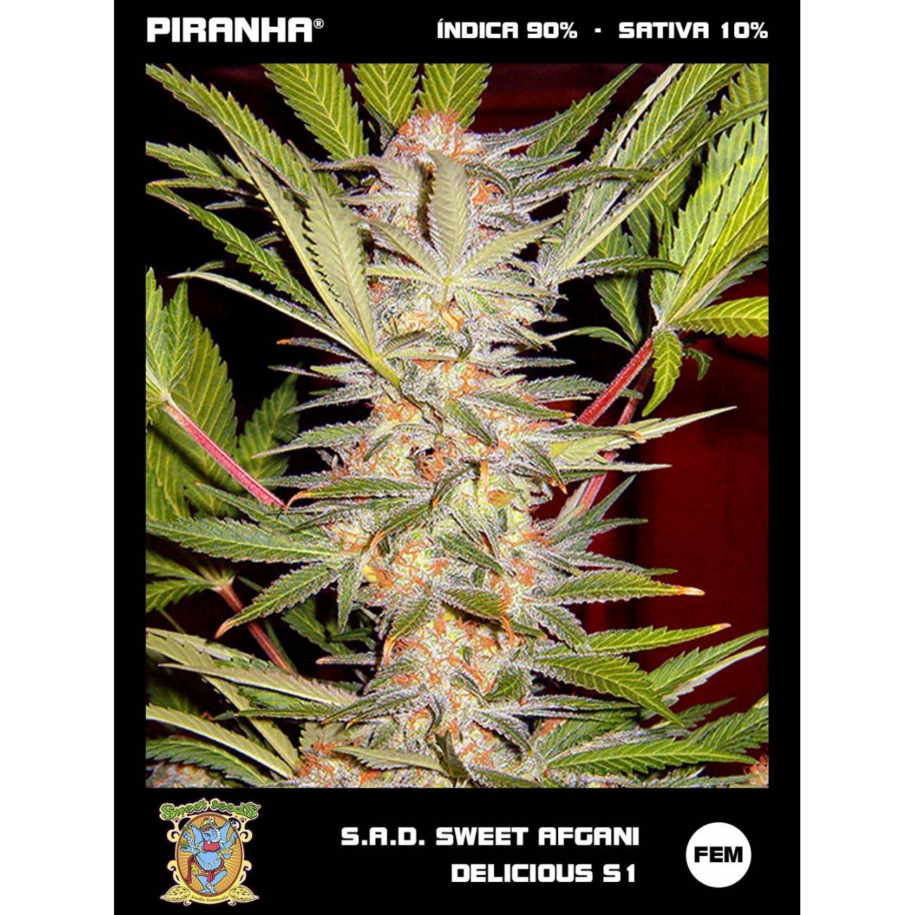S.A.D Sweet Afgani Delicious S1 (3+1u)