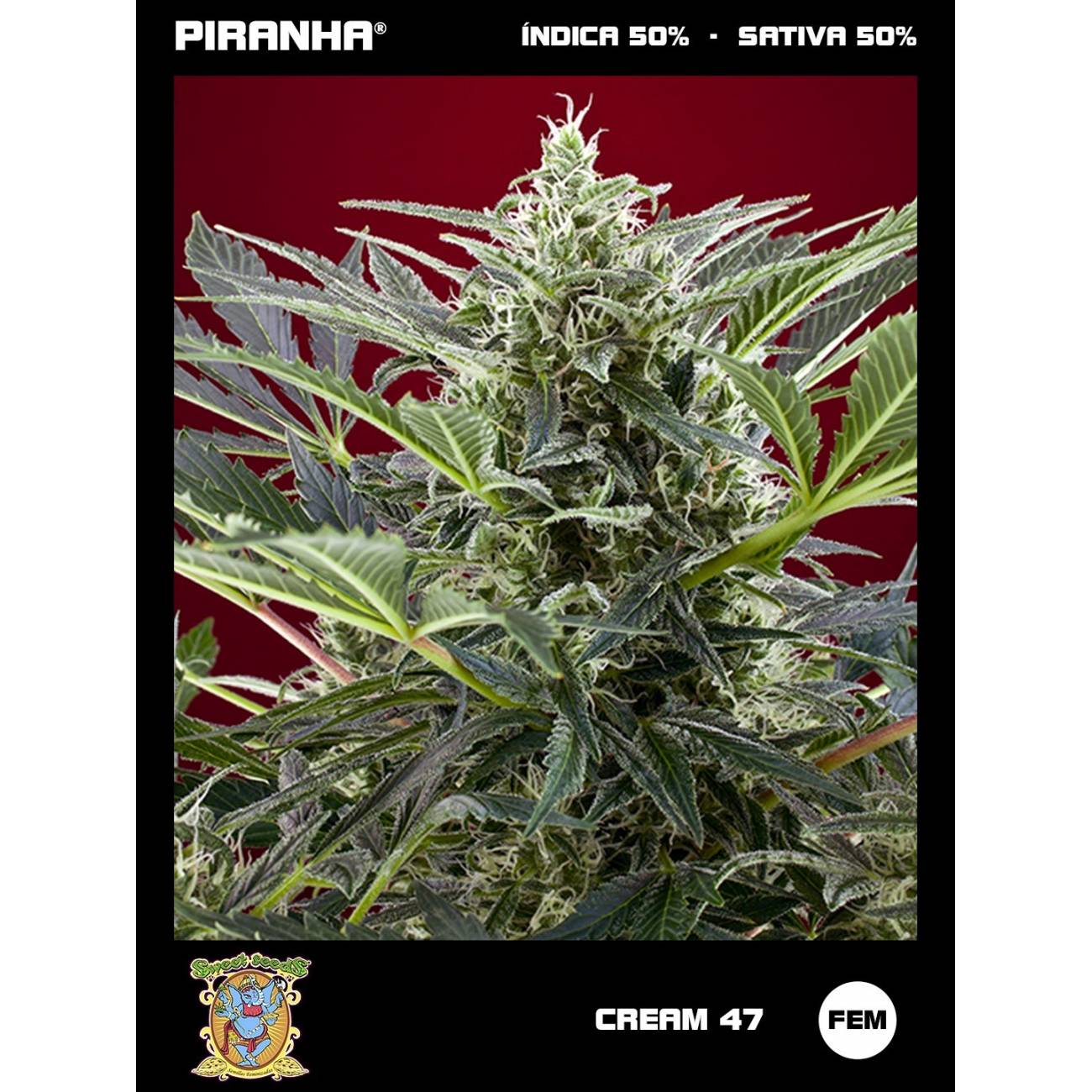 Cream 47 (3+1u)