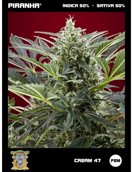 Cream 47 (3+1u)