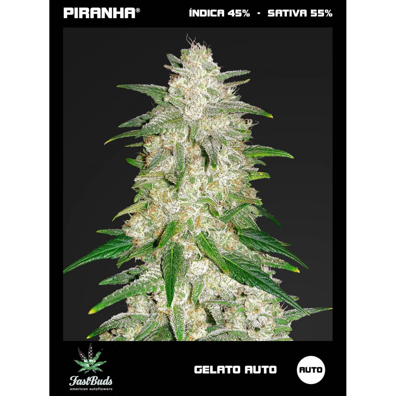 Gelato Auto (1u/3+1u)