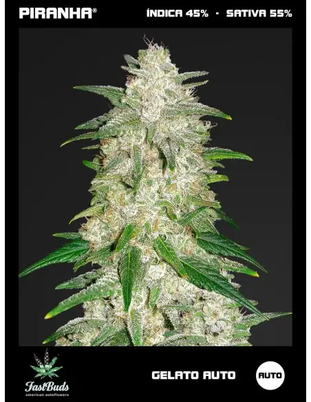 Gelato Auto (1u/3+1u)