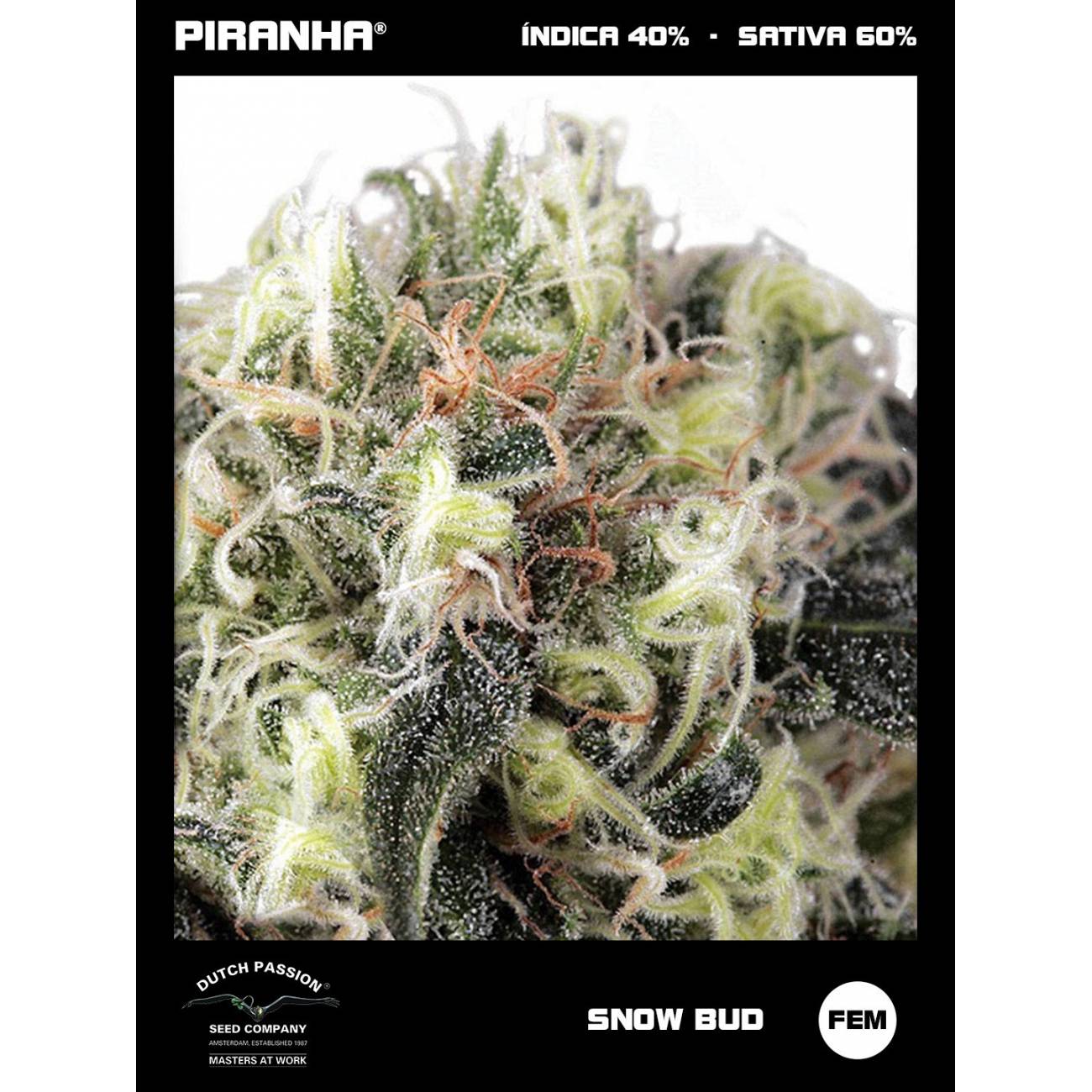 Snow Bud (3+1u)