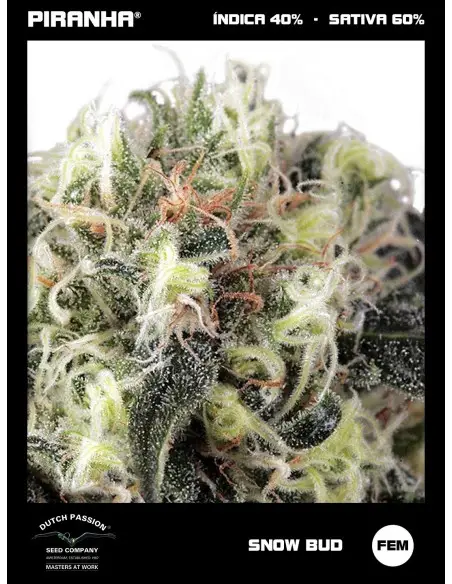 Snow Bud (3+1u)