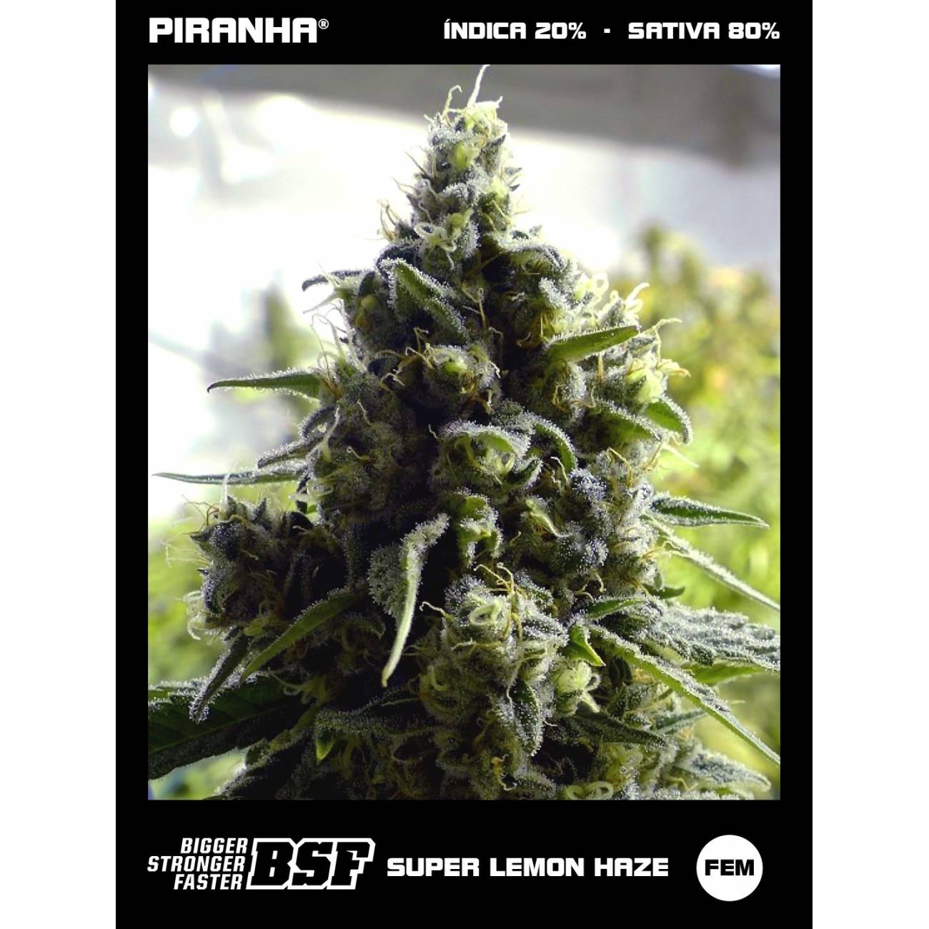 Super Lemon Haze (2u/4u/7u/12u)