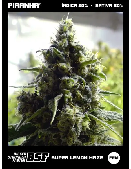 Super Lemon Haze...