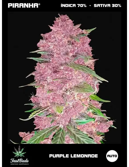 Purple Lemonade Auto (1u/3+1u)
