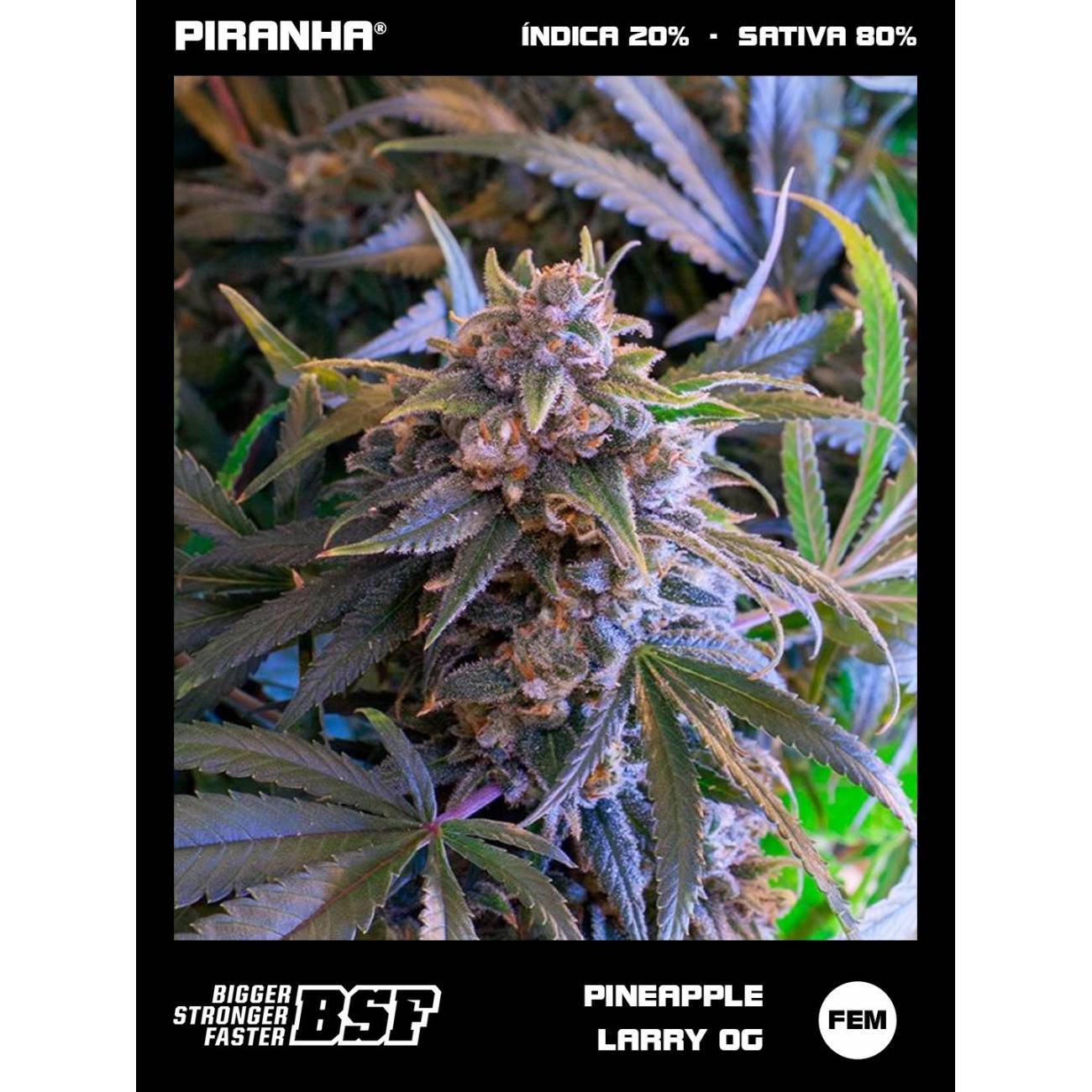 Pineapple Larry OG (2u/4u/7u/12u)