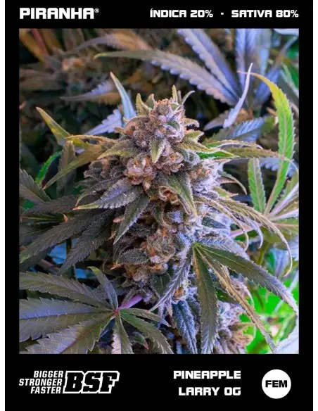 Pineapple Larry OG...