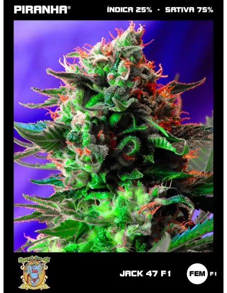 Jack 47 F1 (3+1u)