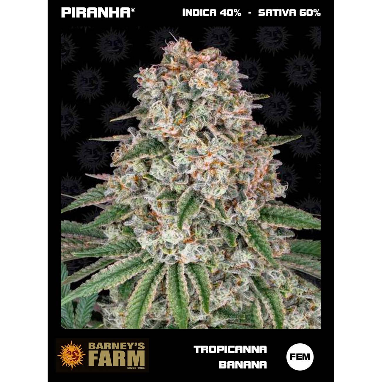 Tropicanna Banana (3u)