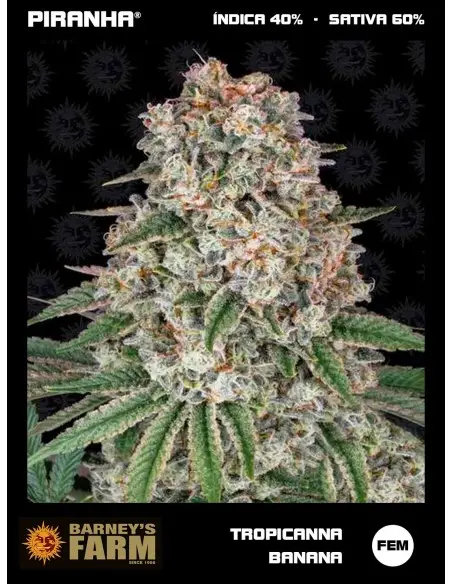 Tropicanna Banana (3u)