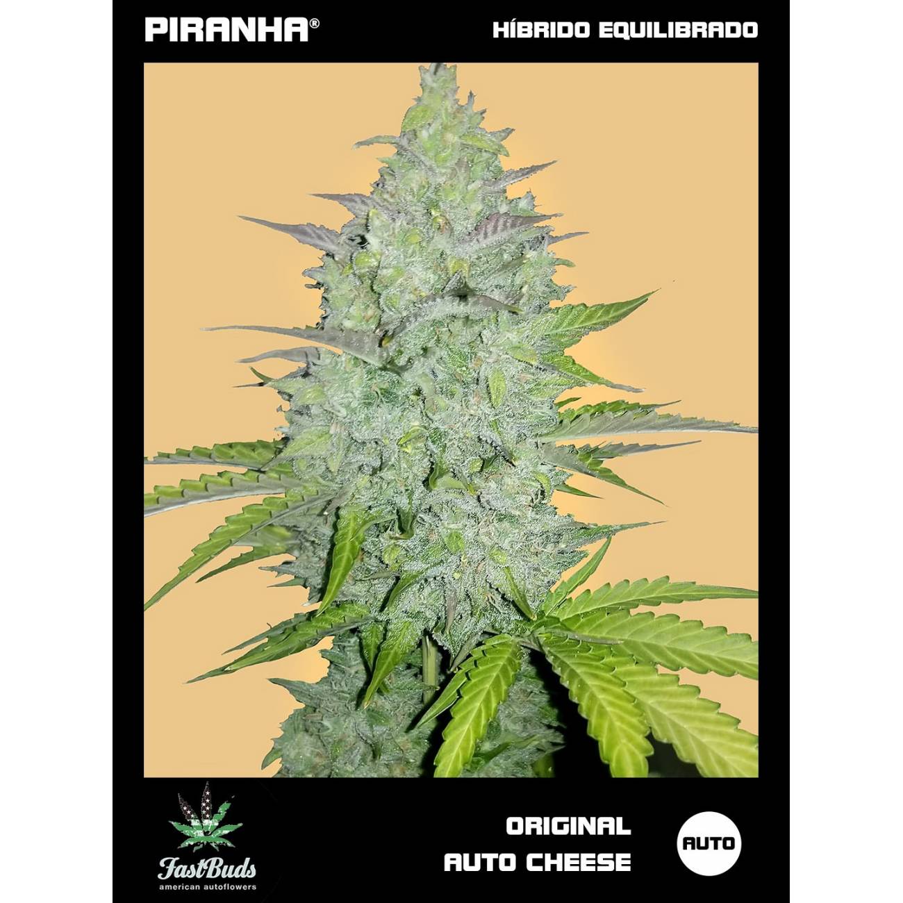 Original Cheese Auto (1u/3+1u)