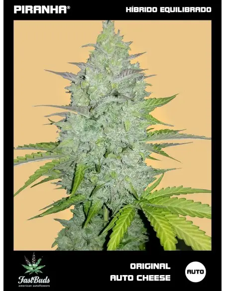 Original Cheese Auto (1u/3+1u)