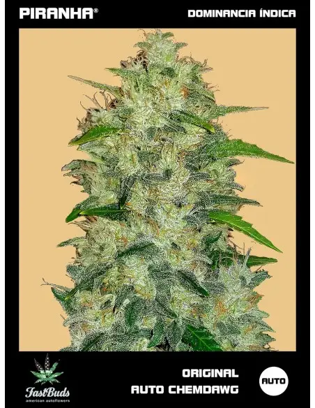 Original Chemdawg Auto...