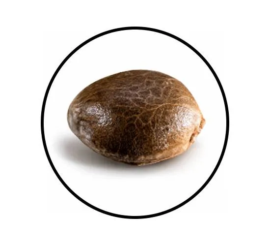 Granel Premium