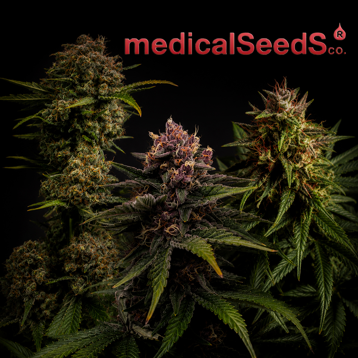 Medical Seeds