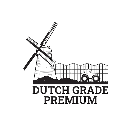 Dutch Grade Premium